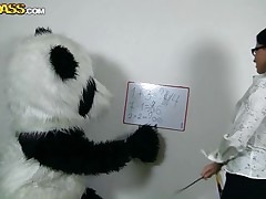panda bear likes his teacher